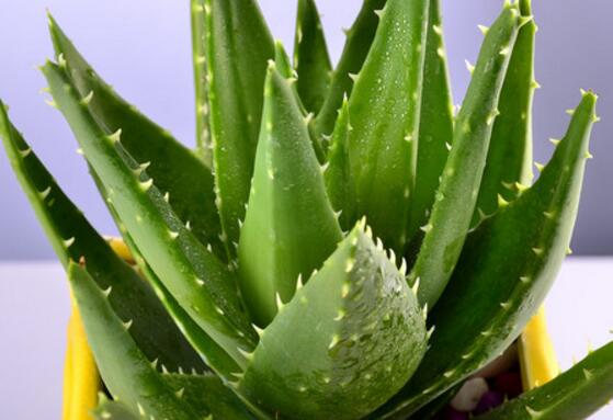 芦荟叶子干瘪如何办,八种治理办法让芦荟叶子更加肥厚