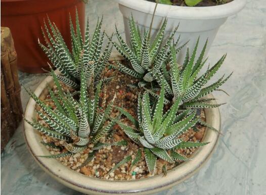 芦荟叶子干瘪如何办,八种治理办法让芦荟叶子更加肥厚