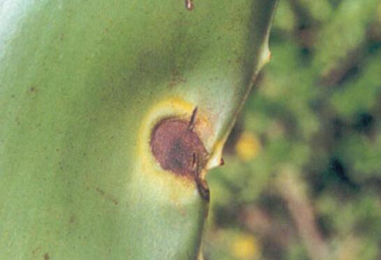 芦荟叶子干瘪如何办,八种治理办法让芦荟叶子更加肥厚