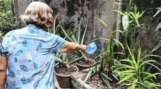 芦荟叶片干了如何办,三个步骤完美处理(附养护办法)