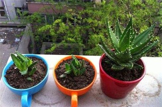 芦荟叶片干了如何办,三个步骤完美处理(附养护办法)