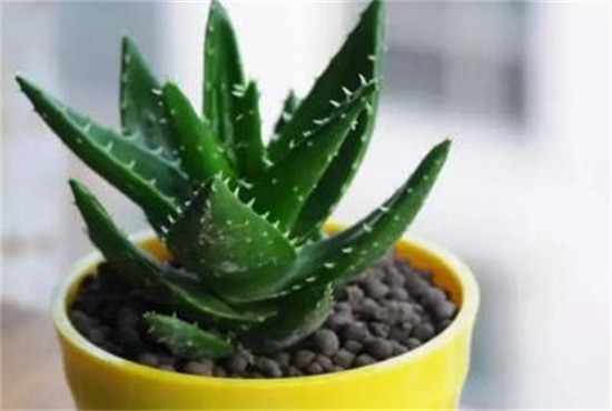 芦荟叶片干了如何办,三个步骤完美处理(附养护办法)