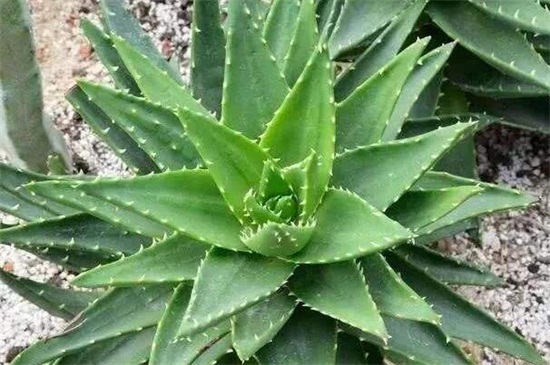 芦荟叶片干了如何办,三个步骤完美处理(附养护办法)