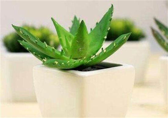 芦荟叶片干了如何办,三个步骤完美处理(附养护办法)