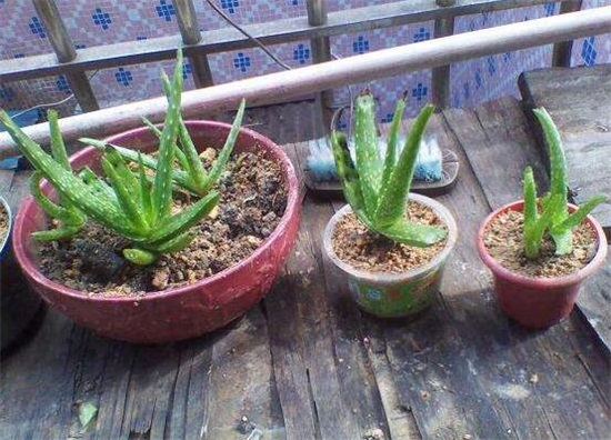 芦荟叶片干了如何办,三个步骤完美处理(附养护办法)