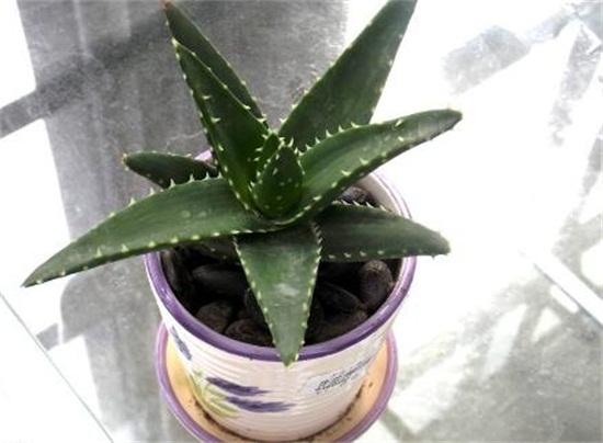 芦荟叶片干了如何办,三个步骤完美处理(附养护办法)