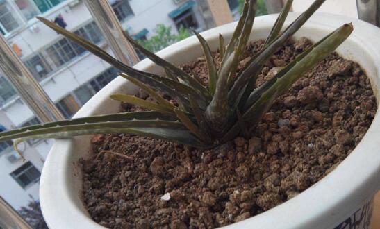 芦荟叶片干了如何办,三个步骤完美处理(附养护办法)