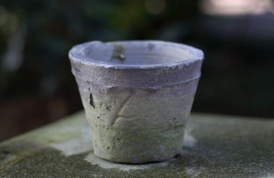 芦荟如何养才能长得快，五个诀窍教你如何养护