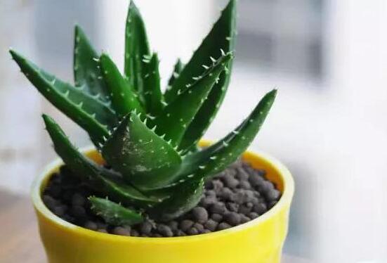 芦荟如何养才能长得快，五个诀窍教你如何养护