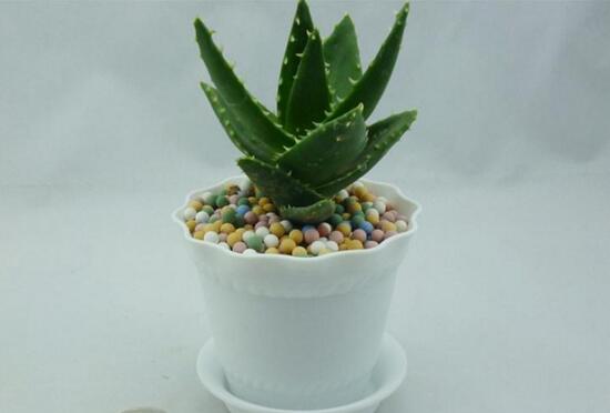 芦荟如何养才能长得快，五个诀窍教你如何养护