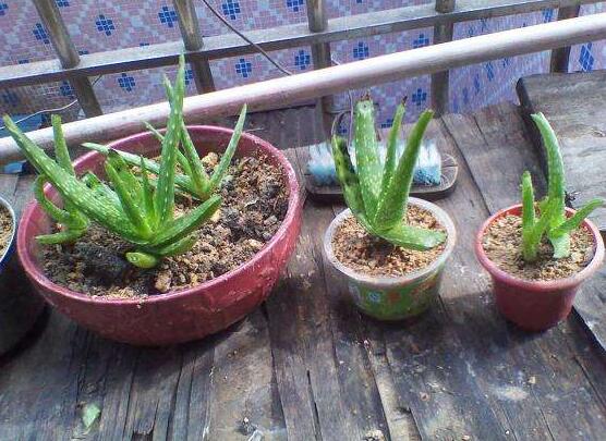 芦荟如何养才能长得快，五个诀窍教你如何养护