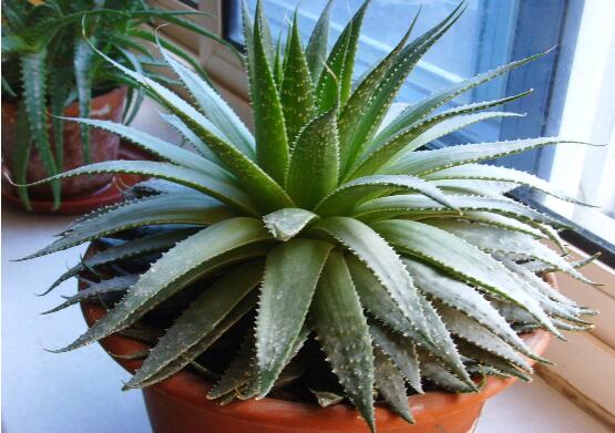 芦荟如何养才能长得快，五个诀窍教你如何养护