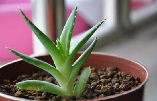 芦荟如何养才能长得快，五个诀窍教你如何养护