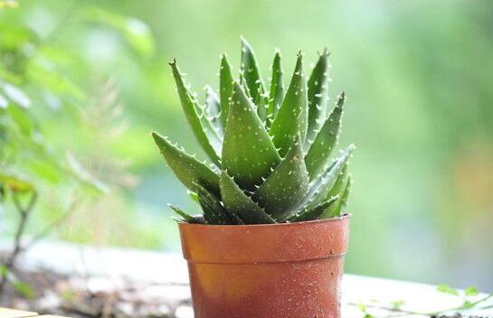 芦荟如何养才能长得快，五个诀窍教你如何养护