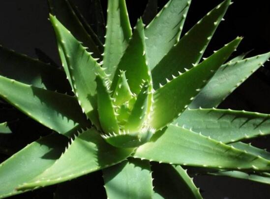 芦荟如何扦插繁殖图解，六步教你将芦荟叶片扦插生根