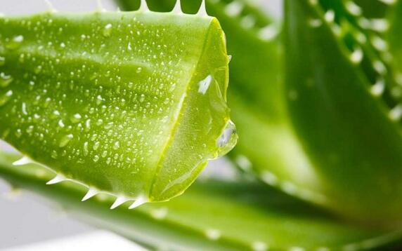 芦荟如何扦插繁殖图解，六步教你将芦荟叶片扦插生根