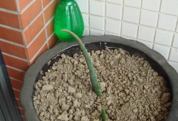 芦荟如何扦插繁殖图解，六步教你将芦荟叶片扦插生根