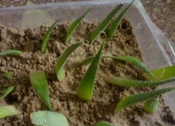 芦荟如何扦插繁殖图解，六步教你将芦荟叶片扦插生根