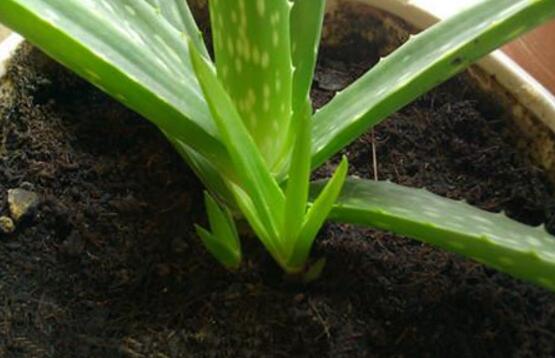 芦荟如何扦插繁殖图解，六步教你将芦荟叶片扦插生根