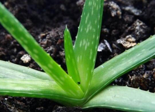 芦荟如何扦插繁殖图解，六步教你将芦荟叶片扦插生根