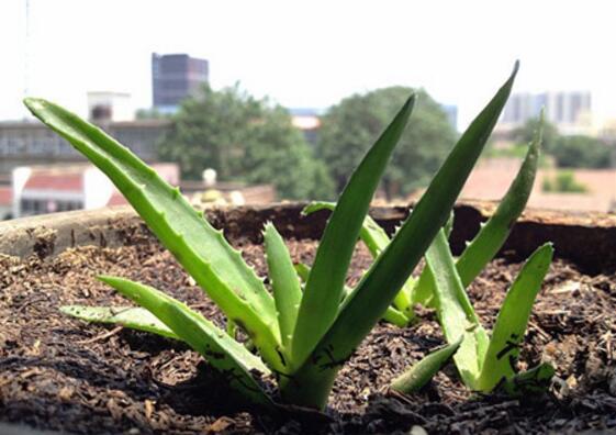 芦荟如何扦插繁殖图解，六步教你将芦荟叶片扦插生根
