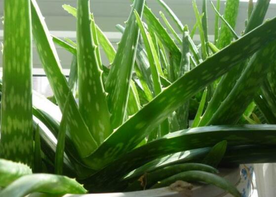 芦荟如何扦插繁殖图解，六步教你将芦荟叶片扦插生根