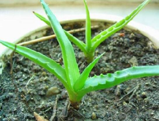 芦荟如何扦插繁殖图解，六步教你将芦荟叶片扦插生根