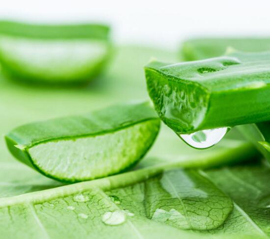 芦荟根部腐烂如何救活，切除腐根即可救活