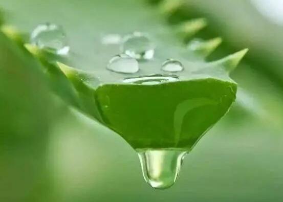 芦荟扦插养殖办法步骤，4个步骤让你扦插芦荟100%成活