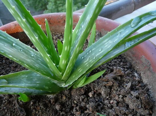 芦荟扦插养殖办法步骤，4个步骤让你扦插芦荟100%成活