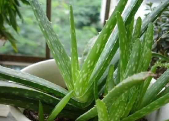 芦荟扦插养殖办法步骤，4个步骤让你扦插芦荟100%成活