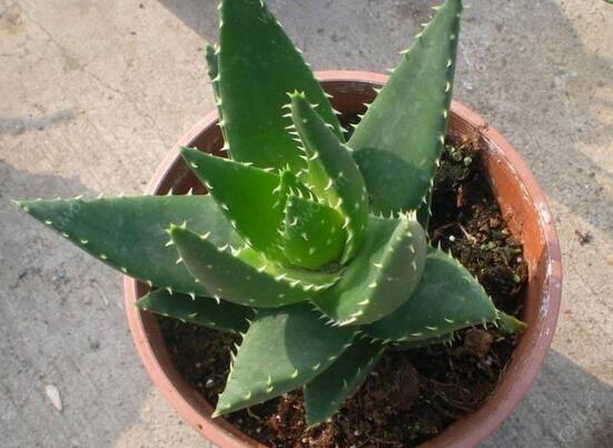 芦荟扦插养殖办法步骤，4个步骤让你扦插芦荟100%成活