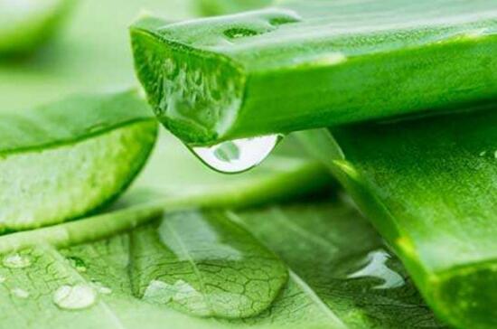 芦荟如何美容,常喝芦荟茶让肌肤青春靓丽