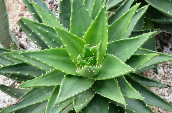 芦荟如何美容,常喝芦荟茶让肌肤青春靓丽