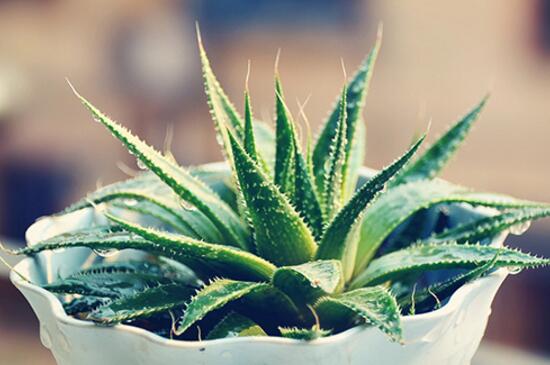 芦荟如何美容,常喝芦荟茶让肌肤青春靓丽