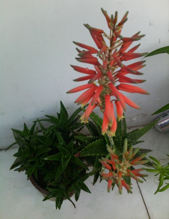 芦荟开花代表什么寓意：在民间，芦荟开花被认为是一个好兆头。