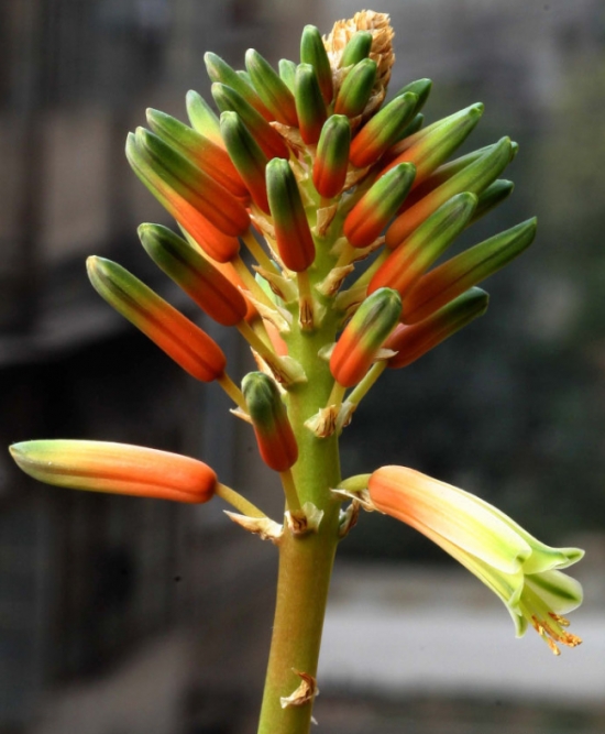 芦荟开花代表什么寓意：在民间，芦荟开花被认为是一个好兆头。