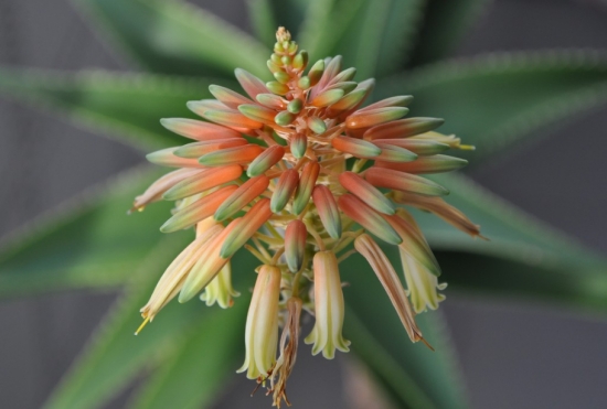 芦荟开花代表什么寓意：在民间，芦荟开花被认为是一个好兆头。