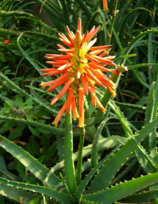 芦荟开花代表什么寓意：在民间，芦荟开花被认为是一个好兆头。