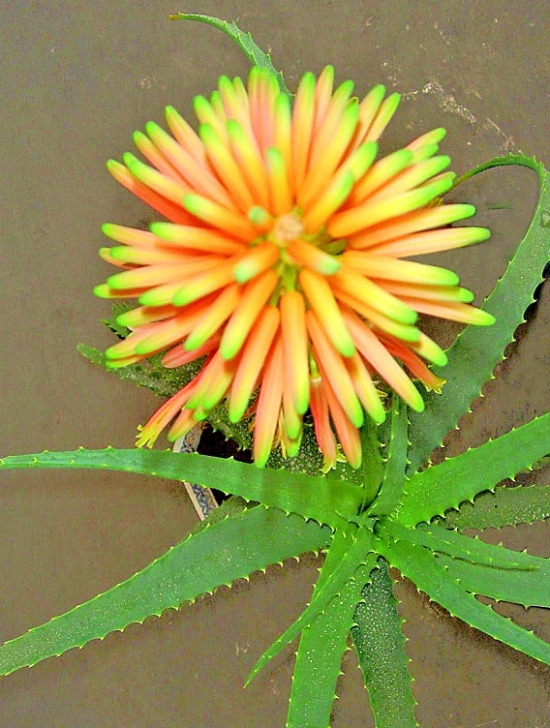 芦荟开花代表什么寓意：在民间，芦荟开花被认为是一个好兆头。