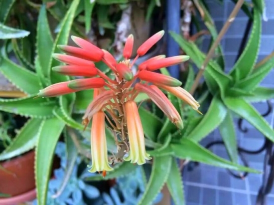 芦荟开花代表什么寓意：在民间，芦荟开花被认为是一个好兆头。