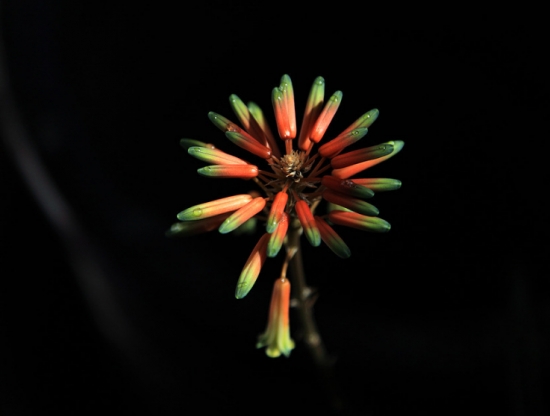 芦荟开花代表什么寓意：在民间，芦荟开花被认为是一个好兆头。