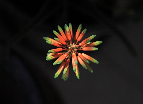 芦荟开花代表什么寓意：在民间，芦荟开花被认为是一个好兆头。