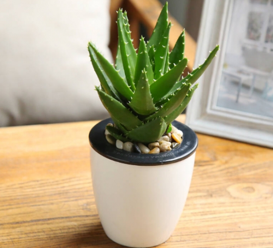 芦荟会开花吗：芦荟在特定条件下会开花，花期在5月左右