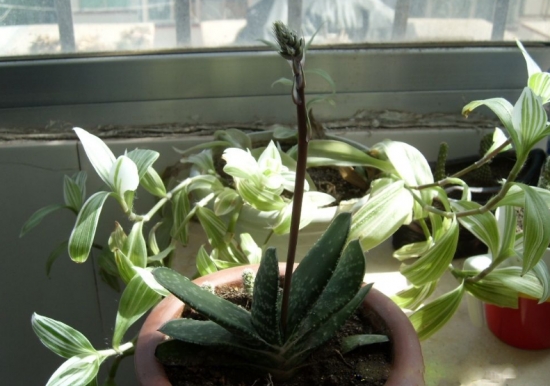 芦荟会开花吗：芦荟在特定条件下会开花，花期在5月左右