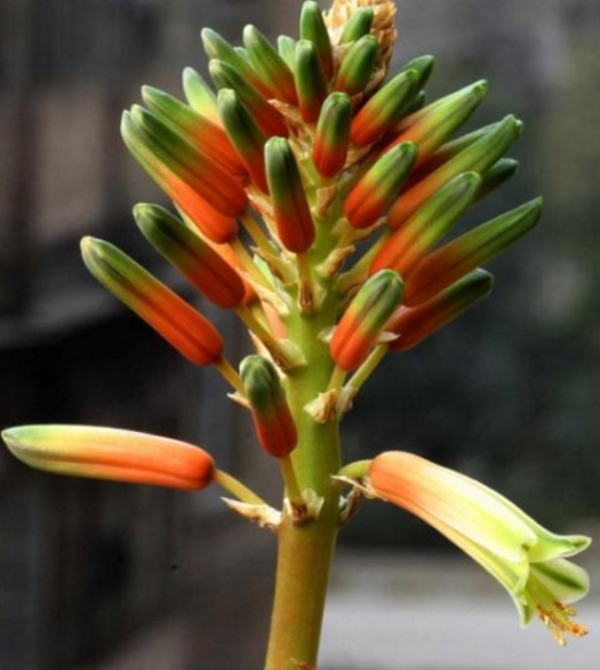 芦荟会开花吗：芦荟在特定条件下会开花，花期在5月左右