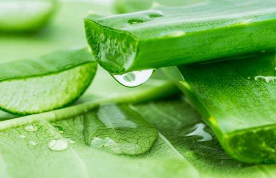 芦荟夏季如何养