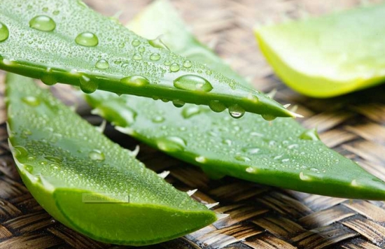 芦荟夏季如何养