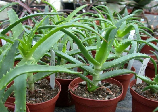 可以食用的芦荟：可食用的芦荟只有几种