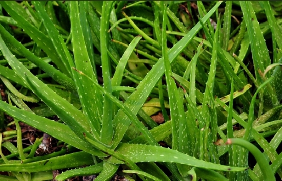 可以食用的芦荟：可食用的芦荟只有几种